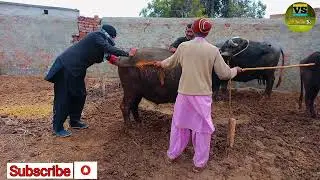 How to check pregnancy test | Pregnancy test in animals | Animal pregnancy test ||
