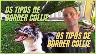 O BORDER COLLIE | GENÉTICA, TEMPERAMENTO, TRAÇOS DE PERSONALIDADE E COMPORTAMENTO