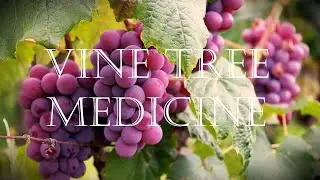 Around the Grove, Medicine ~ Vine ~ 2023