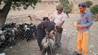 Helping a Neighbor: Nomadic Life and Sheep Care in the Mountains