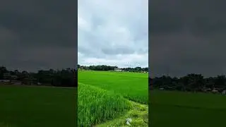 Asli Village Vibes ❤️ | Badal ka Swag + Dhan ke Khet 🌾 | Nomad Saud Shorts