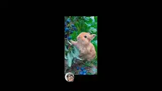 Rabbit eating blueberries