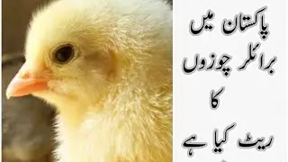 BROILER CHICKS PRICE TODAY IN PAKISTAN || #chicksratetoday