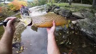 Daiichi Hooks Oak Orchard