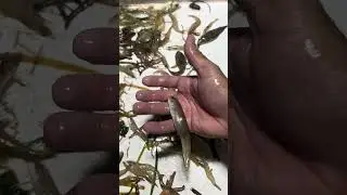 Gulfcoast Commercial Shrimping #fishing #foryou #fyp