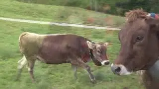 Allgäu Haslacher Viehscheid DRF-1