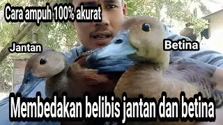 JANGAN ASAL PILIH || BEGINILAH PERBEDAAN BELIBIS JANTAN DAN BETINA