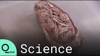 Preserved Dinosaur Embryo Discovered in Southern China