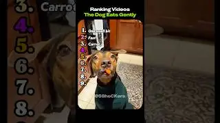 Ranking Videos The Dog Eats Gently