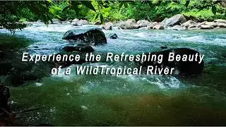 Experience the Refreshing Beauty of a Wild Tropical River