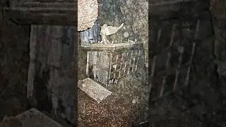 Joe Rogan Says the Ark of the Covenant Is Hidden in an Ethiopian Church