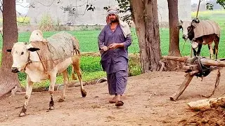 Unseen village life in sardarkot | 70 year old cultural farming in rural punjab | Traditional punjab