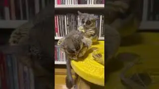 Bush Babies Eating Together Is So Cute 🥰 &bull; Gray Mouse Lemur &bull; Galago #shorts