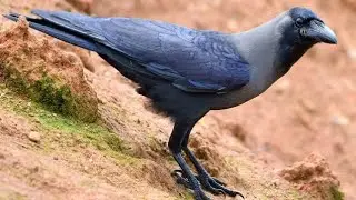 New Song Hyder Rind Kangle Ude न्यु_सांग_कांगली_पई_उड़े ||All In One Totally Fun||