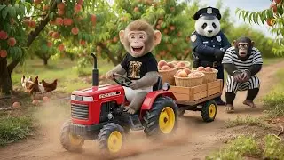 Monkey BuBu Drives Tractor 🚜 Thief Chimp Raids Peach Orchard, Epic Chase & Rescue! 🐵🍑