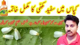 White fly attack in Cotton Crop | کپاس میں سفید مکھّی کا کنٹرول
