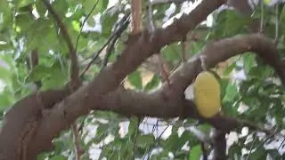 Jackfruit Tree Stock Footage | Copyright Free Video | First Footage