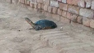 Road Par Turtle Mila 🐢 | Rescue & Release | Turtle on Road Saved3