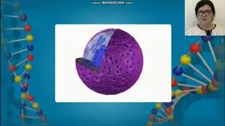 9-сынып. Биология пәні. Жасушалық құрылымдар