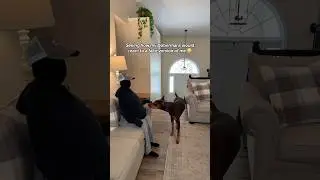 That was intense 😳💀 #shorts #reels #explore #pets #funny