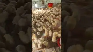মুরগীর একদিন বয়সের  কিছু তথ্য আপনাদের জানালাম 