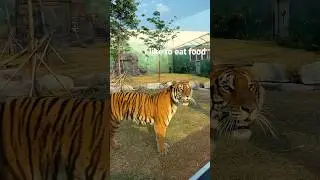 Tiger in Angkor Wildlife & Aquarium. I want to eat food&hellip; has ha he looks cute