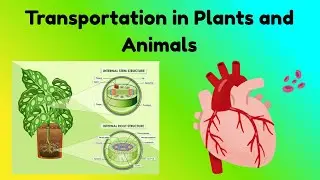 Transportation in Plants and Animals. transportation in plants and animals,xylem and phloem.