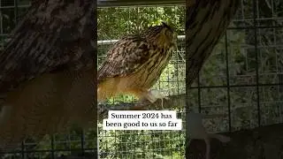 It feels like summer! #animalrescuer #animalsanctuary #summer2024