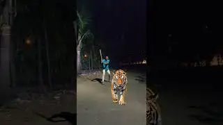 tiger attack on man funny #Viral #wildlofe #shorts #animals Vfx