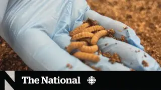 Insects could be the future of animal feed