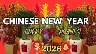 🧧Chinese New Year Lucky Plants Display | Walking Tour To Lucky Plants Shop