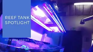 Безободковый риф с гибридным светодиодным галогенным освещением Reefbrite в Elite Reef в Денвере, Колорадо