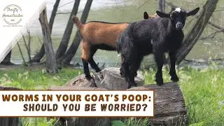 Черви в фекалиях вашей козы?