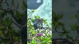This monkey stealing Cell phone from tourist #shortvideo #cellphone #tourist #monkey #feedshorts