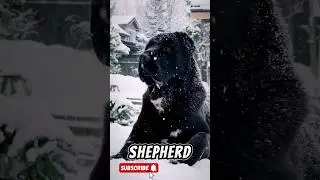Can Alabai Survive in Cold Weather #shorts #shortvideo #alabai