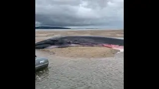 Rescuers save huge whale stranded off Wirral coast