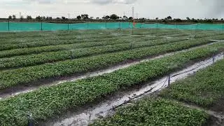 Mirchi nursery