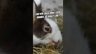🥕🐇 What Is a Bunny&rsquo;s Favorite Food - Really?