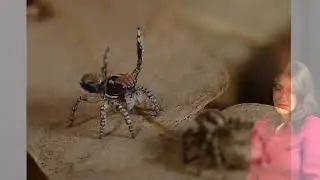 Species & Speciation 4 - Examples of Reproductive Isolation