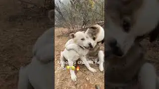 Khna kya chahte ho 😂😂#funnyreels #comedyvideo #bakchodi #reelsindia #viralreels #relatable #hindi