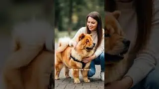 Pet lovers | Fluffy dog breed fans | Calm & independent companion dogs #dogshortstory#doglover