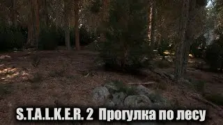S.T.A.L.K.E.R. 2 ☢ Прогулка по лесу ☢ UE 5 [1440]