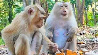 Monkey Rozy Still Kind To Her Children...She Looks Really Pity