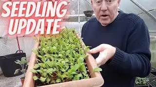 Seedling Update April 1st [Gardening Allotment UK] [Grow Vegetables At Home ]