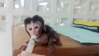 Baby monpai mocci is hungry needs Milk #monpai #babymonkey #scaredmonkey #cutemonkey #newbornmonkey
