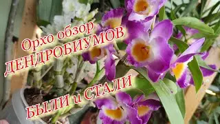 Обзор орхидей. Дендробиумы теплого содержания и холодного. 2 года в динамике.  Март 2021