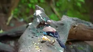(No Ad Interruptions) Cat TV for Cats to Watch 😺🐦&zwj;⬛ Adorable Birds and Squirrels 🐿 Cat Games 4K HDR