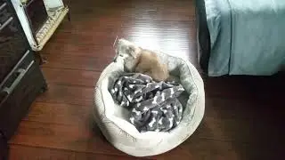 Roomba Peanut