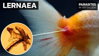 Recognizing & Treating Anchor Worms (Lernaea sp.) on Fish