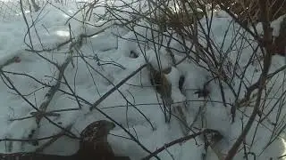 Hunting rabbits with a Cooper&rsquo;s Hawk (passage)